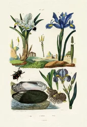 Graveurkäfer